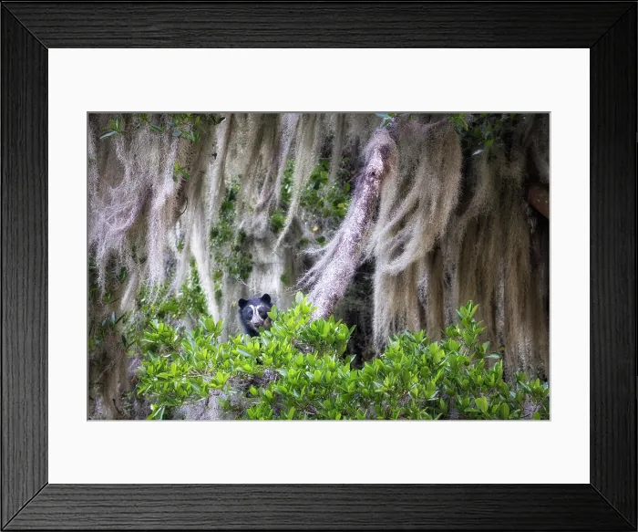 Framed Print : spectacled bear (Tremarctos ornatus) in Northern Ecuador, Ibarra province Framed Print : spectacled bear (Tremarctos ornatus) in Northern Ecuador, Ibarra province