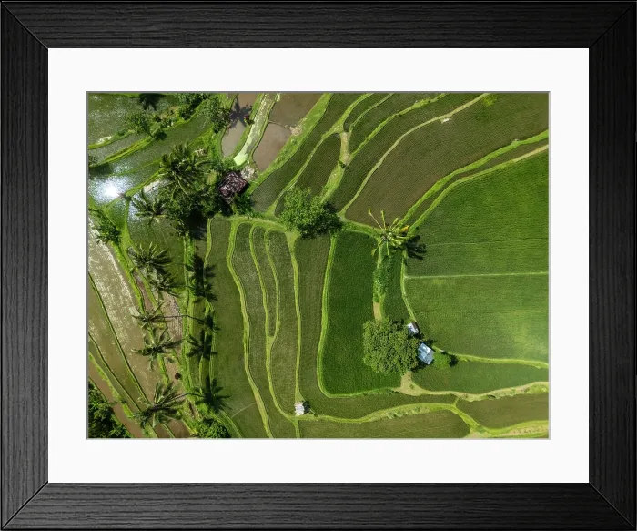 Framed Print : Terraced rice fields, northern Bali, Bali, Indonesia Framed Print : Terraced rice fields, northern Bali, Bali, Indonesia