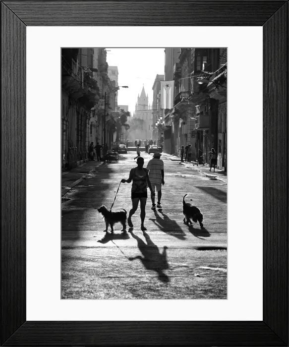 Framed Print : Dog walkers on street, Havana Centro, Havana, Cuba, Caribbean Framed Print : Dog walkers on street, Havana Centro, Havana, Cuba, Caribbean