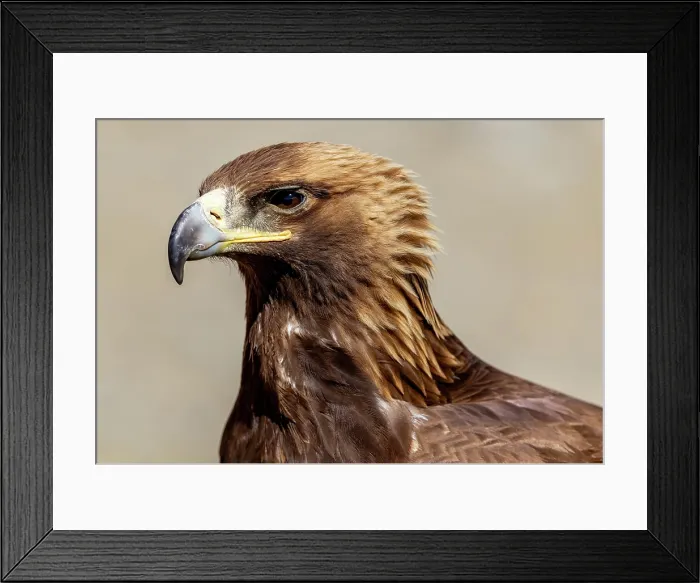 Framed Print : Close-up of Kazakh Eagle hunter's Golden Eagle, Bayan-Ulgii Province, Western Mongolia, Asia Framed Print : Close-up of Kazakh Eagle hunter's Golden Eagle, Bayan-Ulgii Province, Western Mongolia, Asia