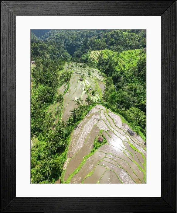 Framed Print : Terraced rice fields, northern Bali, Bali, Indonesia Framed Print : Terraced rice fields, northern Bali, Bali, Indonesia