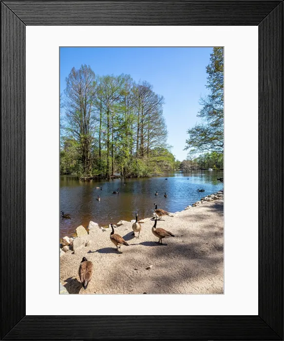 Framed Print : Swan Lake, Sumter, South Carolina, USA, North America Framed Print : Swan Lake, Sumter, South Carolina, USA, North America