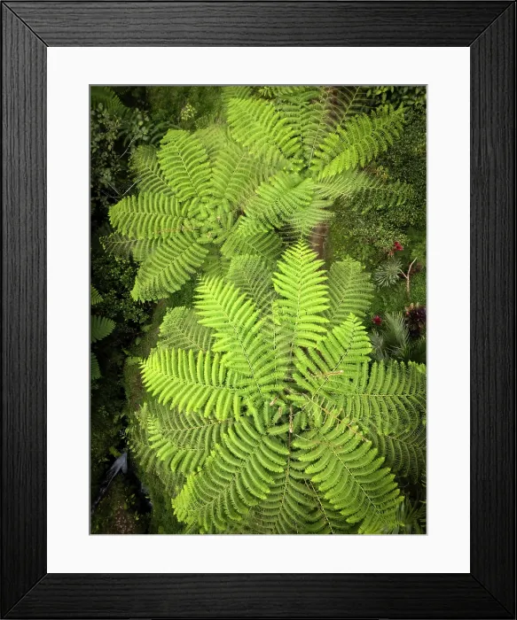 Framed Print : Fern trees viewed from above, Bali, Indonesia Framed Print : Fern trees viewed from above, Bali, Indonesia