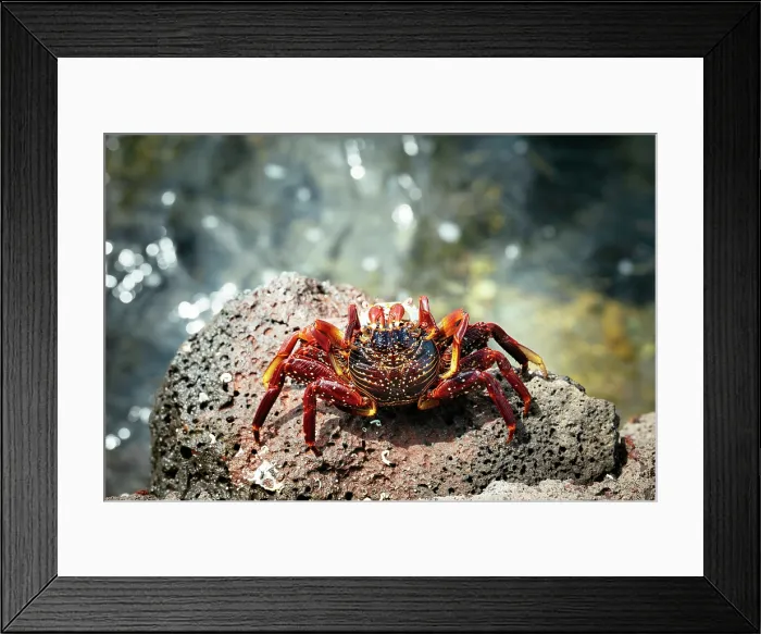 Framed Print : Sally Lightfoot Crab, Santa Cruz Island, Galapagos Islands, Ecuador Framed Print : Sally Lightfoot Crab, Santa Cruz Island, Galapagos Islands, Ecuador