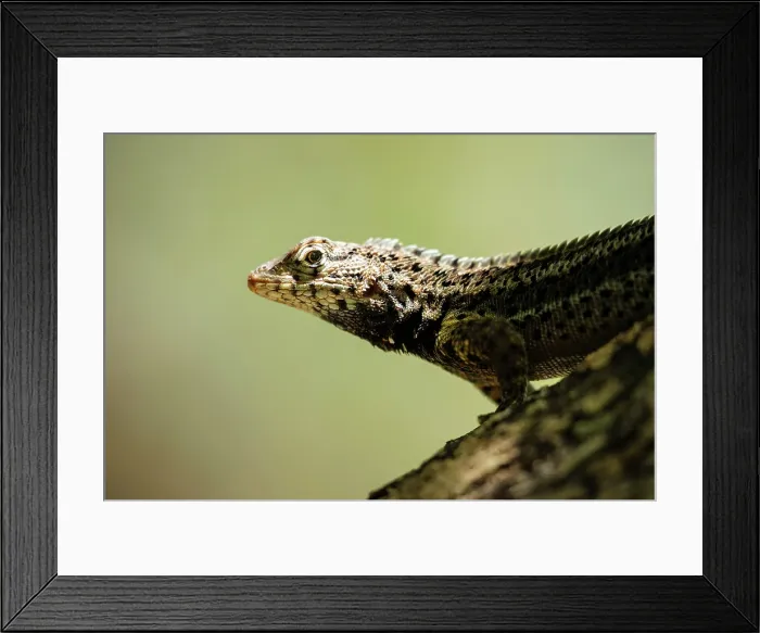 Framed Print : Lava Lizard, Isla Isabela, Galapagos Islands, Ecuador Framed Print : Lava Lizard, Isla Isabela, Galapagos Islands, Ecuador