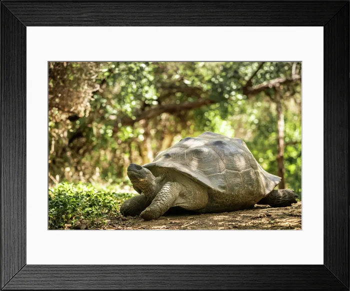 Framed Print : Isabela Island Giant Tortoise (Chelonoidis niger vicina), Isabela Island, Galapagos Islands, Ecuador Framed Print : Isabela Island Giant Tortoise (Chelonoidis niger vicina), Isabela Island, Galapagos Islands, Ecuador