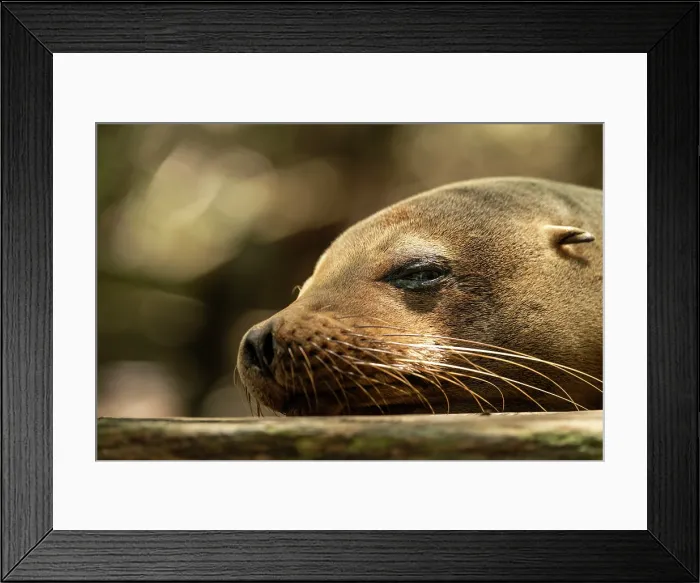Framed Print : Galapagos Sea Lion, Isla Isabela, Galapagos Islands, Ecuador Framed Print : Galapagos Sea Lion, Isla Isabela, Galapagos Islands, Ecuador