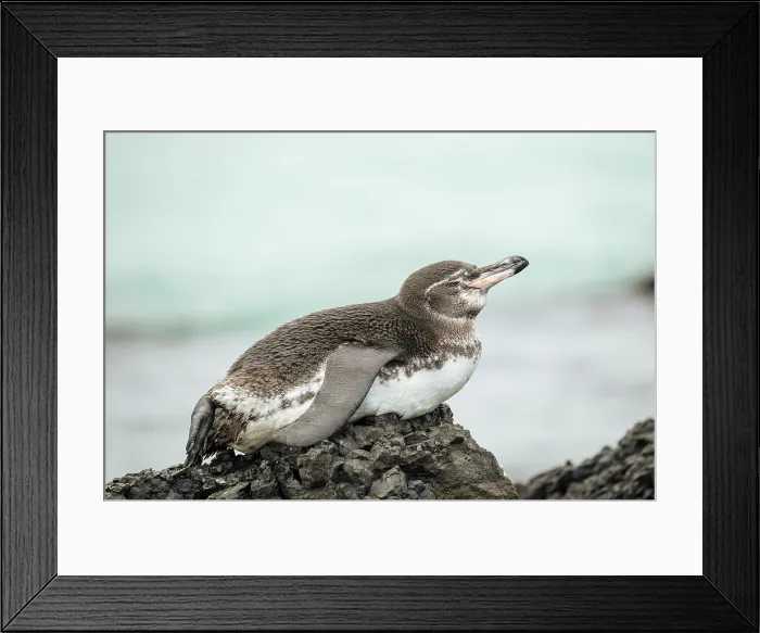 Framed Print : Isla Isabela, Galapagos Islands, Ecuador Framed Print : Isla Isabela, Galapagos Islands, Ecuador