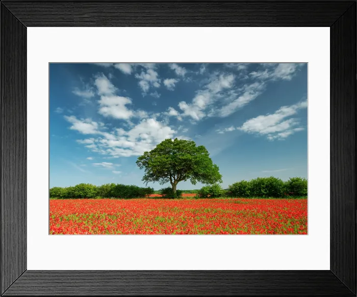Framed Print : Field of Poppies, near Ringstead, Norfolk, England Framed Print : Field of Poppies, near Ringstead, Norfolk, England