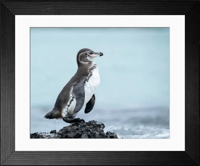 Framed Print : Isla Isabela, Galapagos Islands, Ecuador Framed Print : Isla Isabela, Galapagos Islands, Ecuador
