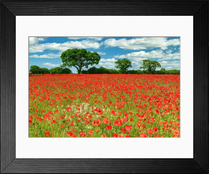 Framed Print : Field of Poppies, near Ringstead, Norfolk, England Framed Print : Field of Poppies, near Ringstead, Norfolk, England