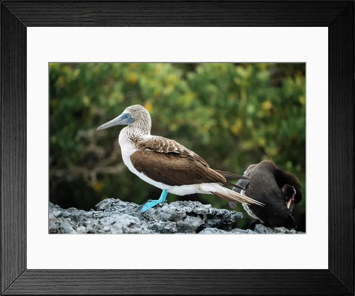 Framed Print : Galapagos Islands, Ecuador Framed Print : Galapagos Islands, Ecuador