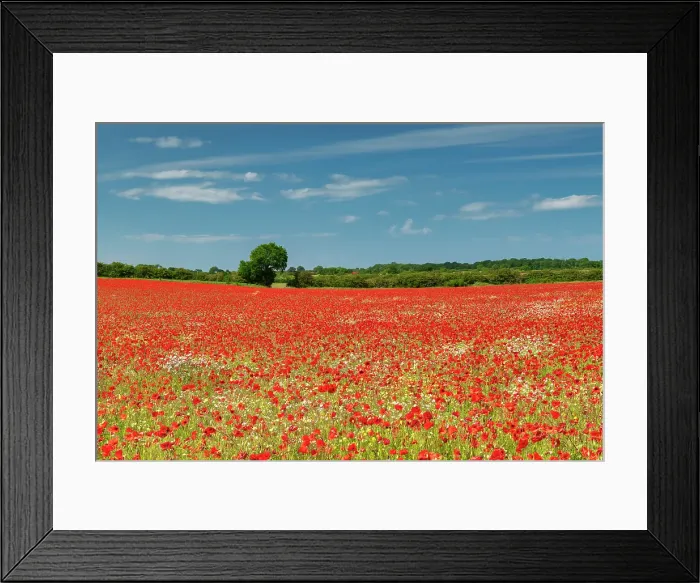 Framed Print : Field of Poppies, near Ringstead, Norfolk, England Framed Print : Field of Poppies, near Ringstead, Norfolk, England