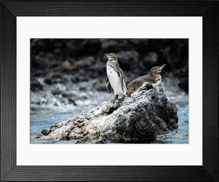 Framed Print : Isla Isabela, Galapagos Islands, Ecuador Framed Print : Isla Isabela, Galapagos Islands, Ecuador