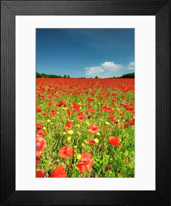 Framed Print : Field of Poppies, near Ringstead, Norfolk, England