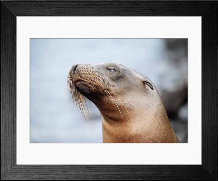 Framed Print : Galapagos Sea Lion, Isla Isabela, Galapagos Islands, Ecuador Framed Print : Galapagos Sea Lion, Isla Isabela, Galapagos Islands, Ecuador