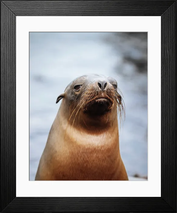 Framed Print : Galapagos Sea Lion, Isla Isabela, Galapagos Islands, Ecuador Framed Print : Galapagos Sea Lion, Isla Isabela, Galapagos Islands, Ecuador