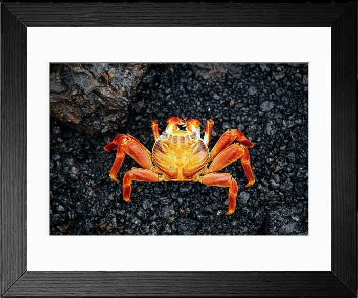 Framed Print : Sally Lightfoot Crab, Isla Isabela, Galapagos Islands, Ecuador Framed Print : Sally Lightfoot Crab, Isla Isabela, Galapagos Islands, Ecuador