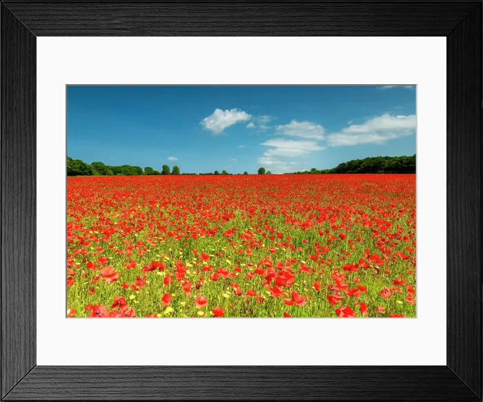 Framed Print : Field of Poppies, near Ringstead, Norfolk, England Framed Print : Field of Poppies, near Ringstead, Norfolk, England