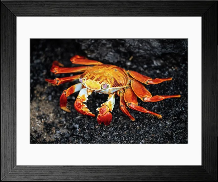 Framed Print : Sally Lightfoot Crab, Isla Isabela, Galapagos Islands, Ecuador Framed Print : Sally Lightfoot Crab, Isla Isabela, Galapagos Islands, Ecuador