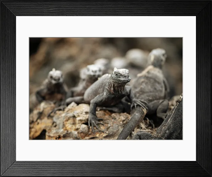 Framed Print : Marine Iguana, Isla Isabela, Galapagos Islands, Ecuador Framed Print : Marine Iguana, Isla Isabela, Galapagos Islands, Ecuador