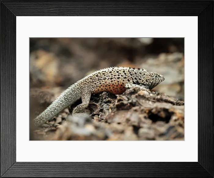 Framed Print : Marine Iguana, Isla Isabela, Galapagos Islands, Ecuador