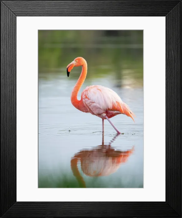 Framed Print : American Flamingo, Isla Isabela, Galapagos Islands, Ecuador Framed Print : American Flamingo, Isla Isabela, Galapagos Islands, Ecuador