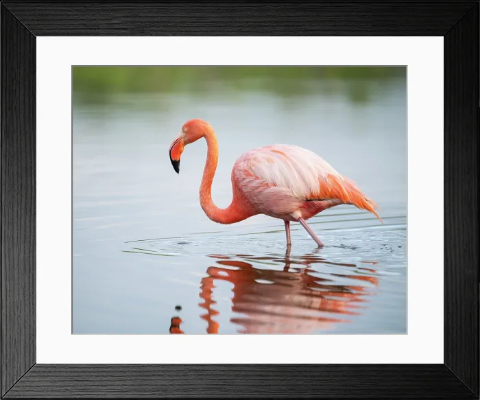 Framed Print : American Flamingo, Isla Isabela, Galapagos Islands, Ecuador Framed Print : American Flamingo, Isla Isabela, Galapagos Islands, Ecuador