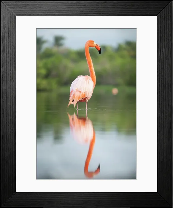 Framed Print : American Flamingo, Isla Isabela, Galapagos Islands, Ecuador Framed Print : American Flamingo, Isla Isabela, Galapagos Islands, Ecuador