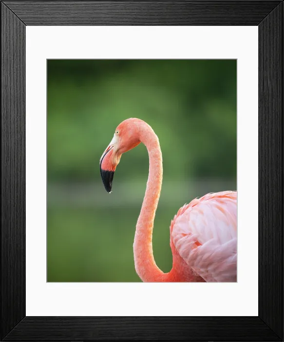 Framed Print : American Flamingo, Isla Isabela, Galapagos Islands, Ecuador Framed Print : American Flamingo, Isla Isabela, Galapagos Islands, Ecuador