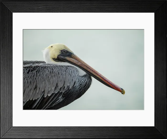 Framed Print : Galápagos Brown Pelican, Isla Isabela, Galapagos Islands, Ecuador Framed Print : Galápagos Brown Pelican, Isla Isabela, Galapagos Islands, Ecuador