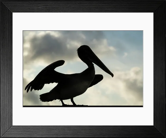Framed Print : Galapagos Brown Pelican, Isla Isabela, Galapagos Islands, Ecuador Framed Print : Galapagos Brown Pelican, Isla Isabela, Galapagos Islands, Ecuador
