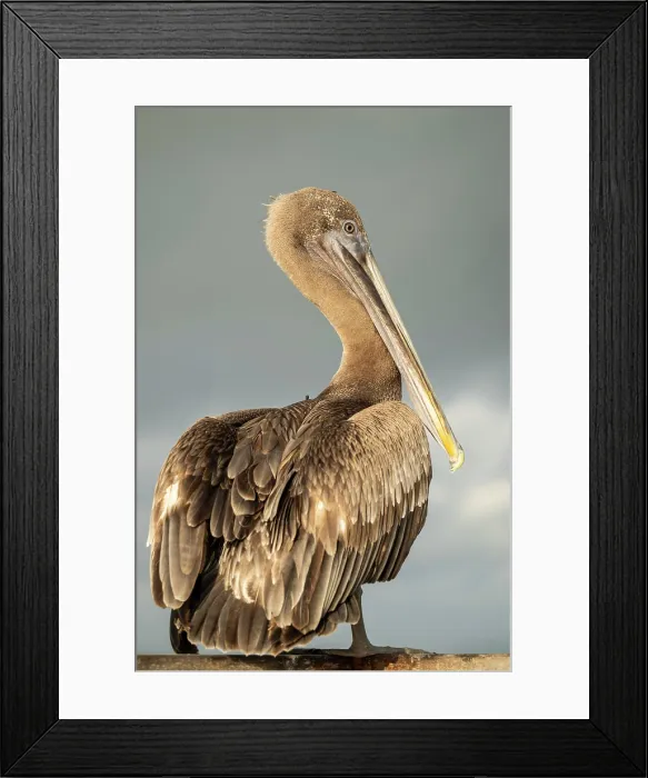 Framed Print : Galápagos Brown Pelican, Isla Isabela, Galapagos Islands, Ecuador