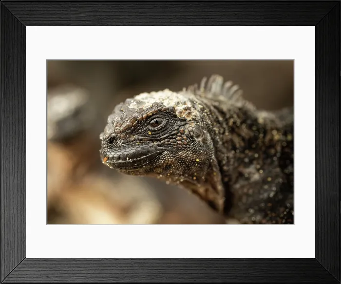 Framed Print : Marine Iguana, Isla Isabela, Galapagos Islands, Ecuador Framed Print : Marine Iguana, Isla Isabela, Galapagos Islands, Ecuador