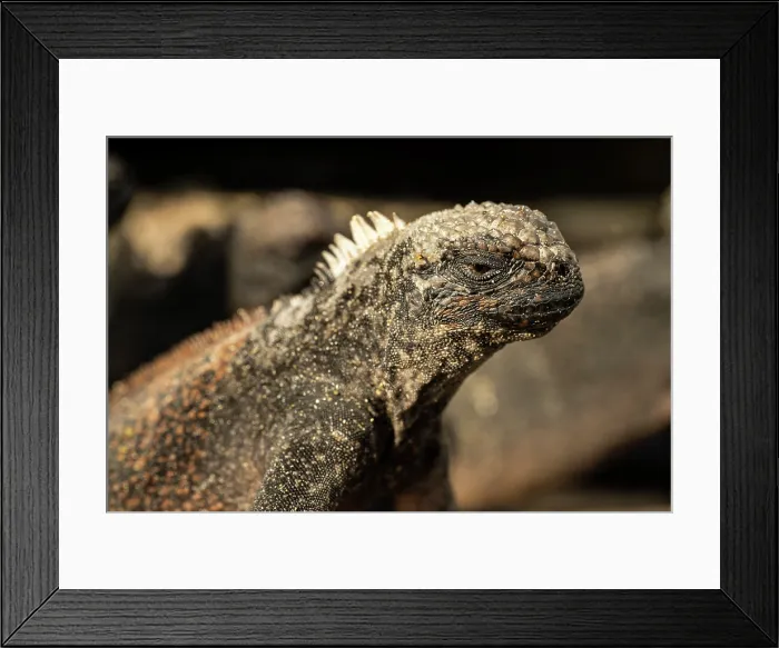 Framed Print : Marine Iguana, Isla Isabela, Galapagos Islands, Ecuador Framed Print : Marine Iguana, Isla Isabela, Galapagos Islands, Ecuador