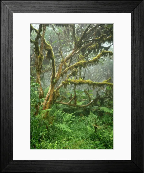 Framed Print : Sierra Negra volcano, Isabela Island, Galapagos Islands, Ecuador Framed Print : Sierra Negra volcano, Isabela Island, Galapagos Islands, Ecuador