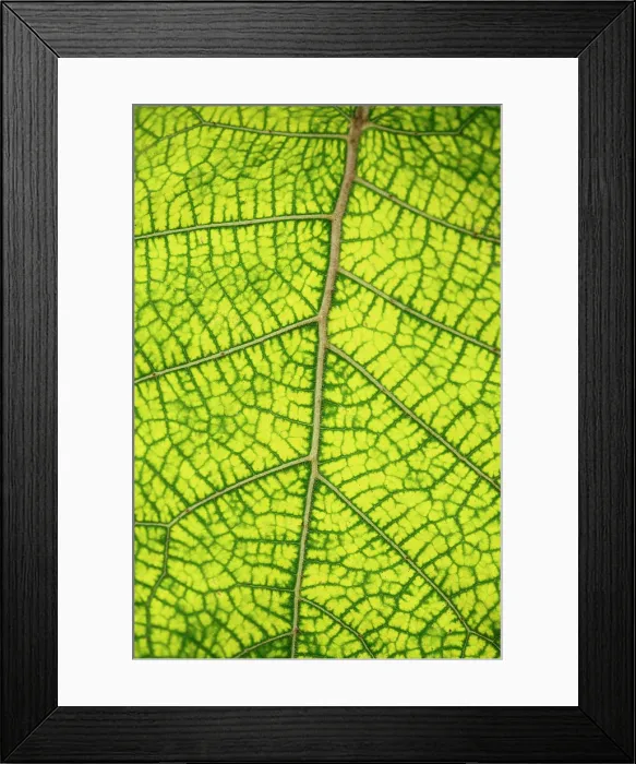 Framed Print : Detail of leaf, Sierra Negra volcano, Isabela Island, Galapagos Islands, Ecuador Framed Print : Detail of leaf, Sierra Negra volcano, Isabela Island, Galapagos Islands, Ecuador