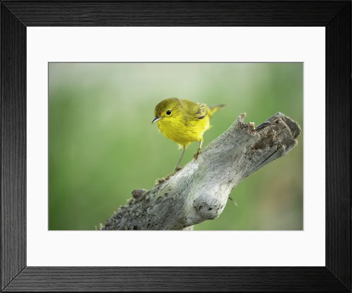 Framed Print : Yellow Warbler, Isla Isabela, Galapagos Islands, Ecuador Framed Print : Yellow Warbler, Isla Isabela, Galapagos Islands, Ecuador