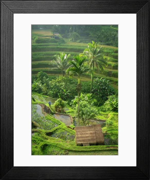 Framed Print : Rice Terraces, Tegallalang, near Ubud, Bali, Indonesia Framed Print : Rice Terraces, Tegallalang, near Ubud, Bali, Indonesia