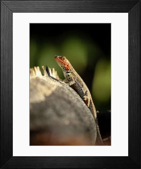Framed Print : Isla Isabela, Galapagos Islands, Ecuador Framed Print : Isla Isabela, Galapagos Islands, Ecuador