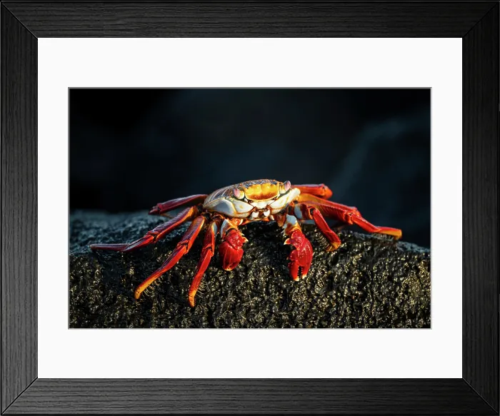 Framed Print : Sally Lightfoot Crab, Isla Isabela, Galapagos Islands, Ecuador