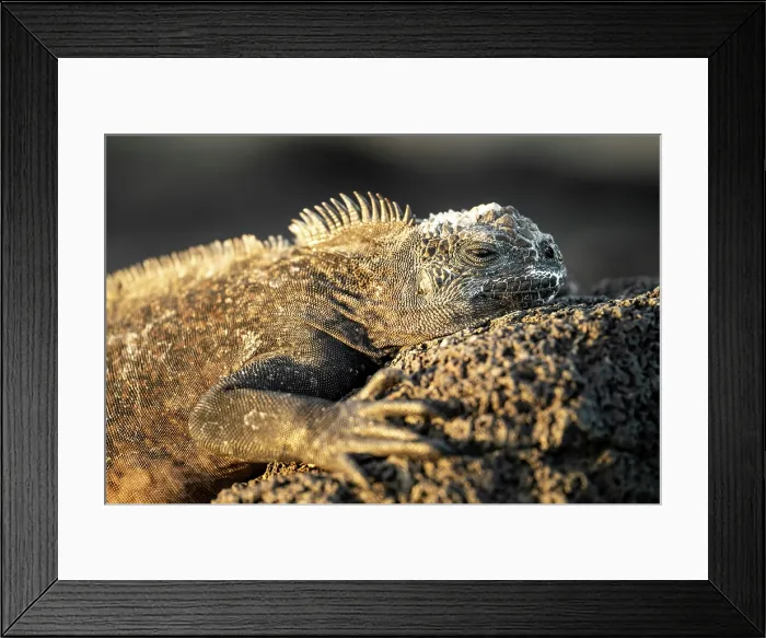 Framed Print : Marine Iguana, Isla Isabela, Galapagos Islands, Ecuador Framed Print : Marine Iguana, Isla Isabela, Galapagos Islands, Ecuador