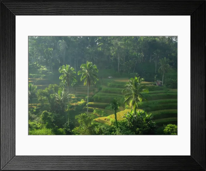 Framed Print : Rice Terraces, Tegallalang, near Ubud, Bali, Indonesia Framed Print : Rice Terraces, Tegallalang, near Ubud, Bali, Indonesia