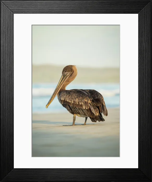 Framed Print : Galapagos Brown Pelican, Isla Isabela, Galapagos Islands, Ecuador Framed Print : Galapagos Brown Pelican, Isla Isabela, Galapagos Islands, Ecuador