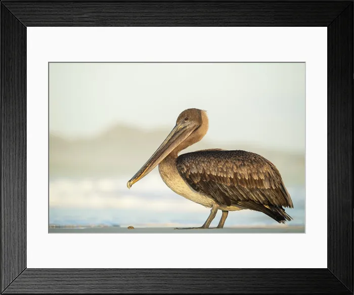 Framed Print : Galapagos Brown Pelican, Isla Isabela, Galapagos Islands, Ecuador Framed Print : Galapagos Brown Pelican, Isla Isabela, Galapagos Islands, Ecuador