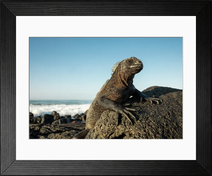 Framed Print : Marine Iguana, Isla Isabela, Galapagos Islands, Ecuador Framed Print : Marine Iguana, Isla Isabela, Galapagos Islands, Ecuador