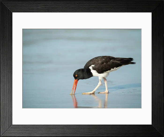 Framed Print : Galapagos American Oystercatcher, Isla Isabela, Galapagos Islands, Ecuador Framed Print : Galapagos American Oystercatcher, Isla Isabela, Galapagos Islands, Ecuador