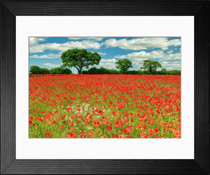 Framed Print : Field of Poppies, near Ringstead, Norfolk, England Framed Print : Field of Poppies, near Ringstead, Norfolk, England