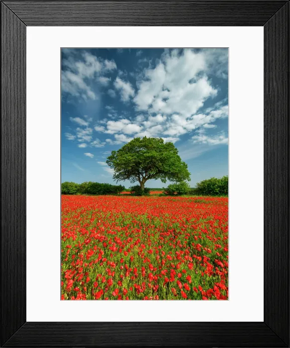 Framed Print : Field of Poppies, near Ringstead, Norfolk, England Framed Print : Field of Poppies, near Ringstead, Norfolk, England