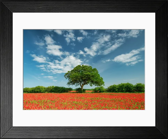 Framed Print : Field of Poppies, near Ringstead, Norfolk, England Framed Print : Field of Poppies, near Ringstead, Norfolk, England